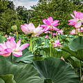 A Pond With Lotus Flowers