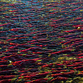 Adams River Sockeye Run by Nancy Gleason