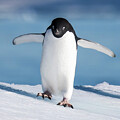 Adelie Penguin on Snowy Slope by Dee Potter