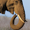 African Elephant Trunk Detail by Jean Noren