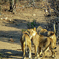 African Lion Looking at the Camera by John Twynam