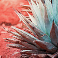 Agave by Shannon Williams