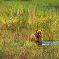 Alaskan Brown Bear in Katmai Wetlands by Nancy Gleason