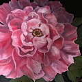 Alla Prima Peony