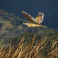 American Bittern in Flight Over Marshland by Joe Fisher