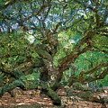 Angel Oak Panorama Painting Painting by Dan Sproul