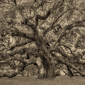 Angel Oak Tree Of Life Sepia Photograph by Susan Candelario