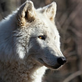 Arctic wolf - Portrait by Rehna George