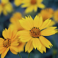 Arnica Flowers