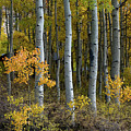 Aspen Corral of Color, Mammoth Lakes, California by Bonnie Colgan