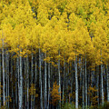 Aspens- Fall in the High Country by Jim E Johnson