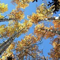 Aspens Reach For The Sky