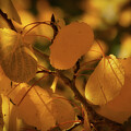Aspens - The Language of Leaves