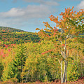 Autumn Forest In Acadia by Dan Sproul
