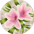 Azaleas