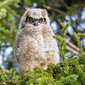 Baby Great Horned Owl