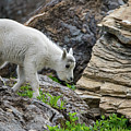 Baby Mountain Goat No. 1