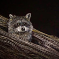 Baby Raccoon by Shirley Dutchkowski