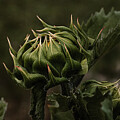 Baby sunflower by Nova Rae