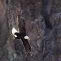 Backlit Bald Eagle Soaring Past Rocky Cliff by Mary Jo Allen