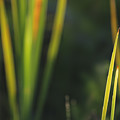 Backlit Summer Field Grass