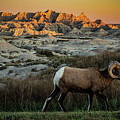 Badlands Bighorn Vista by Tim Lyden