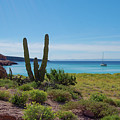 Bahia Ensenada by William Scott Koenig