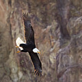 Bald Eagle in Flight In Golden Light by Mary Jo Allen