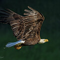 Bald Eagle Intensity by Beth Sargent