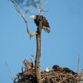 Bald eagles and juveniles, UW Arboretu, Madison, WI by Steven Ralser
