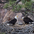 Bald Eagles in Their Nest Tenderly Caring for Their Family by Mary Jo Allen