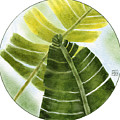 Banana Leaf Plants