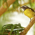 Bananaquit in Dominican Republic 2 by Natural Focal Point Photography