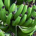 Bananas Aplenty by Charlie Osborn