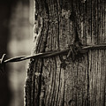 Barbed Wired On Post I by Charles Floyd