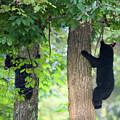 Bear Cubs by Rehna George