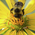 Bee On A Flower