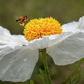 Bee on Matilija Poppy by William Gunn