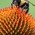 Bee Sucking Nectar