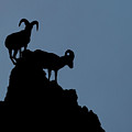 Big Horn Silhouette 