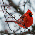 Big Red