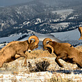 Bighorn Brawlers Giant Panorama 2 Photograph by Adam Jewell