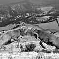 Bighorn Brawlers Giant Panorama 2 Black And White Photograph by Adam Jewell