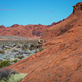 Bighorn Sheep - Valley of Fire by Jonathan Babon