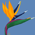 Bird of Paradise Flower