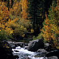 Bishop Creek, Bridgeside, Bishop, Eastern Sierra, California by Bonnie Colgan