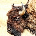 Bison by Amanda R Wright