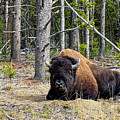 Bison at Rest by William D Briscoe