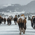 Bison Herd in Yellowstone by Marcy Wielfaert