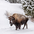 Bison in Snowy Landscape by Marcy Wielfaert